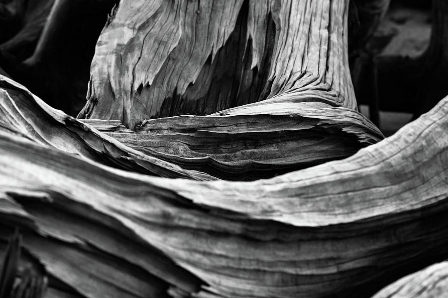 Black And White Photograph - Driftwood BW by John Bradley Leonard