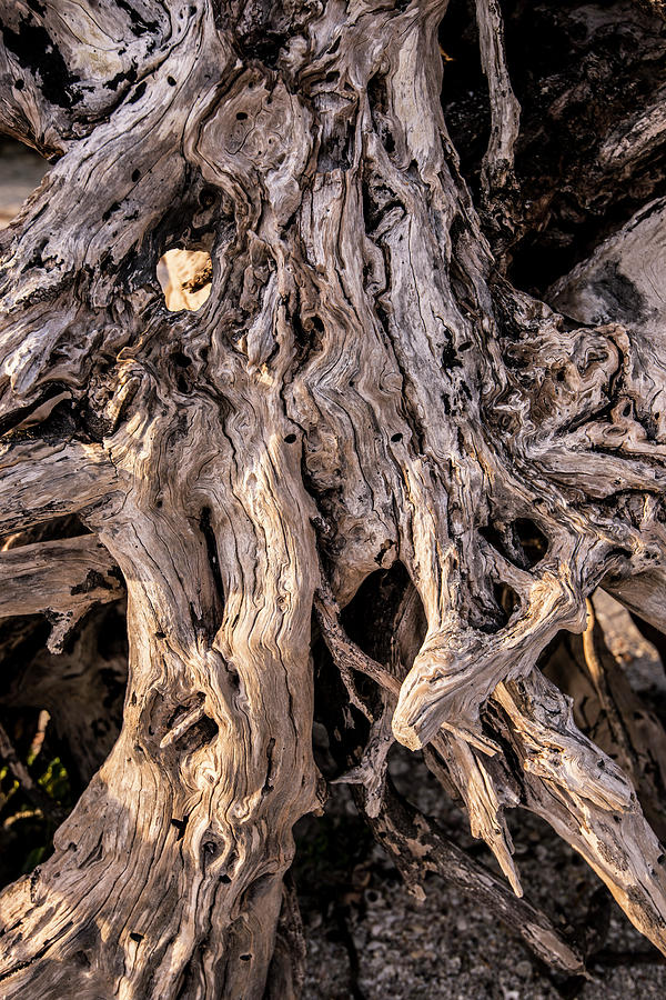 Driftwood Close-Up Photograph by Steven Ainsworth