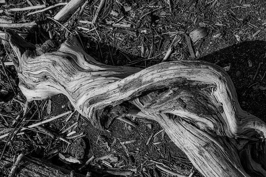 Driftwood Dancer Photograph by Garry Gay