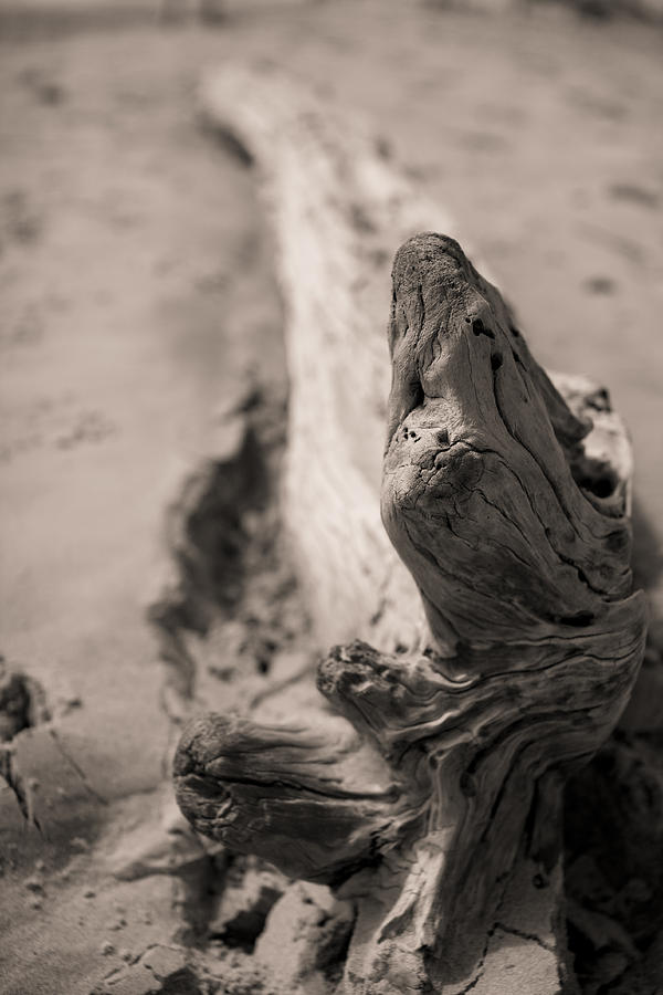 Landscape Photograph - Driftwood by Dustin K Ryan