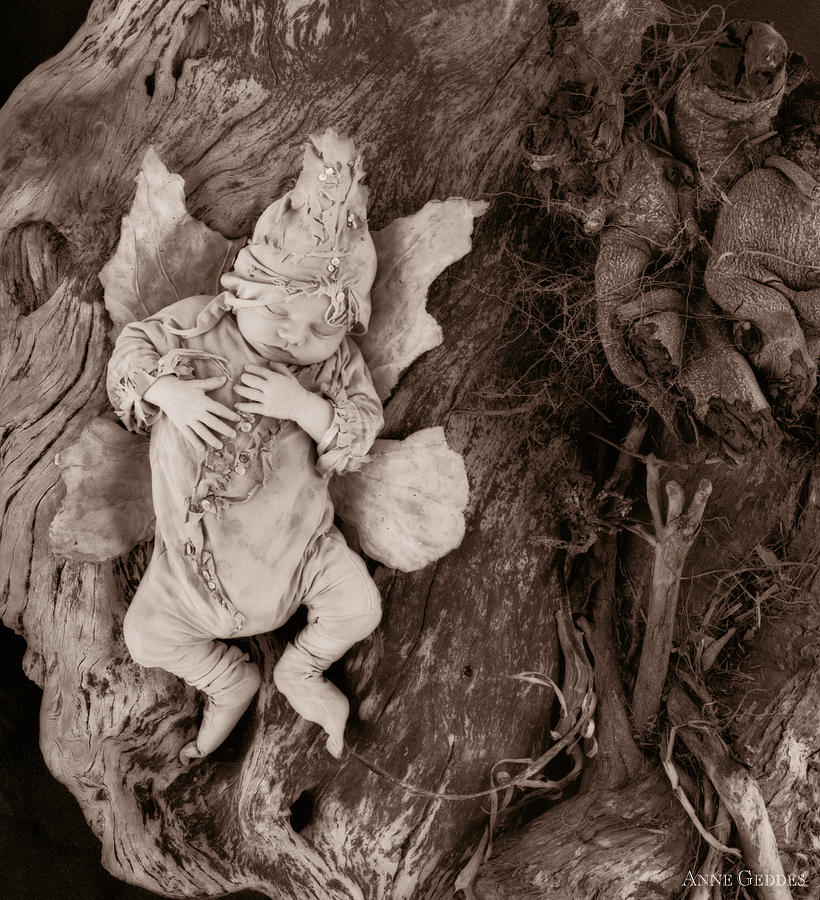 Driftwood Fairy Photograph by Anne Geddes