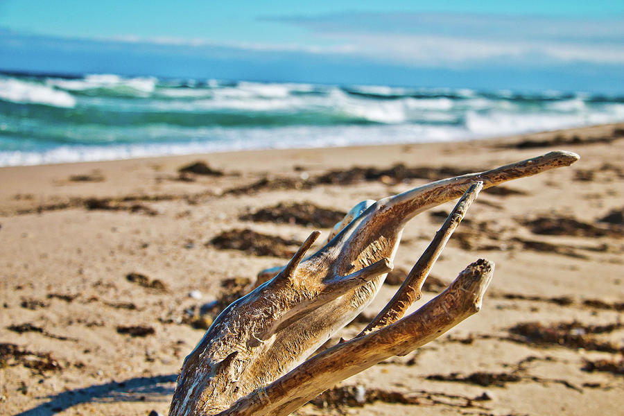 Driftwood Fingers Photograph by Marisa Geraghty Photography