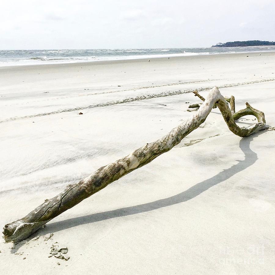 Driftwood Photograph by Flavia Westerwelle