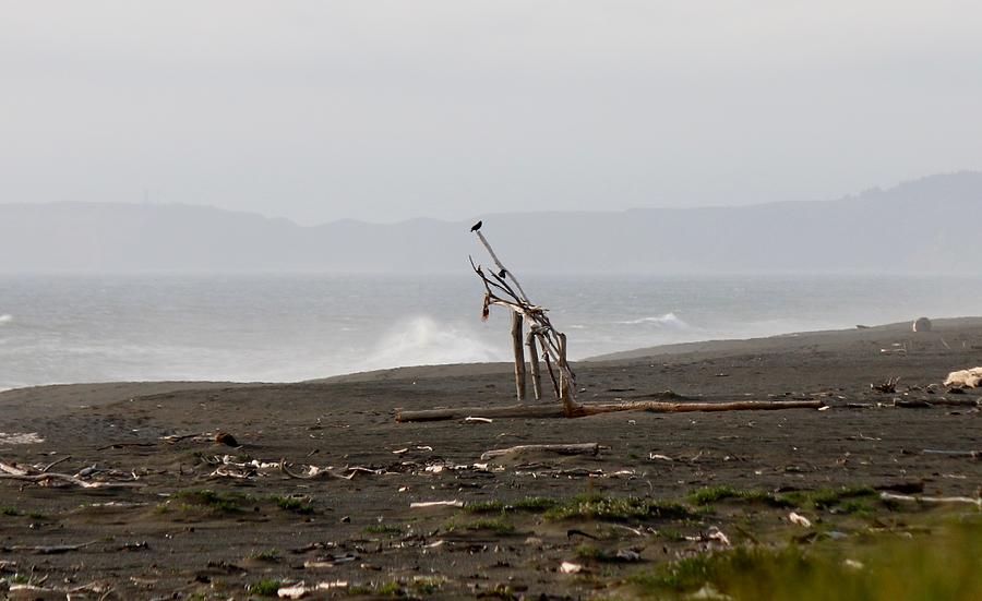 Driftwood Giraffe Photograph by Christy Pooschke