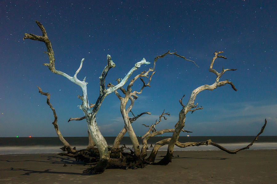 Driftwood Hydra Under stars Photograph by Chris Bordeleau