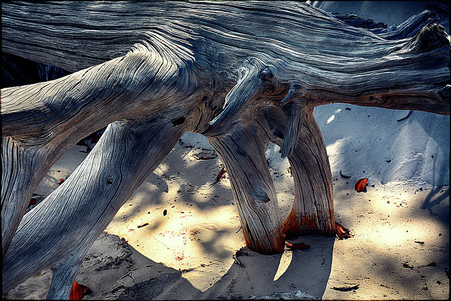 Driftwood I Photograph by Andrei SKY