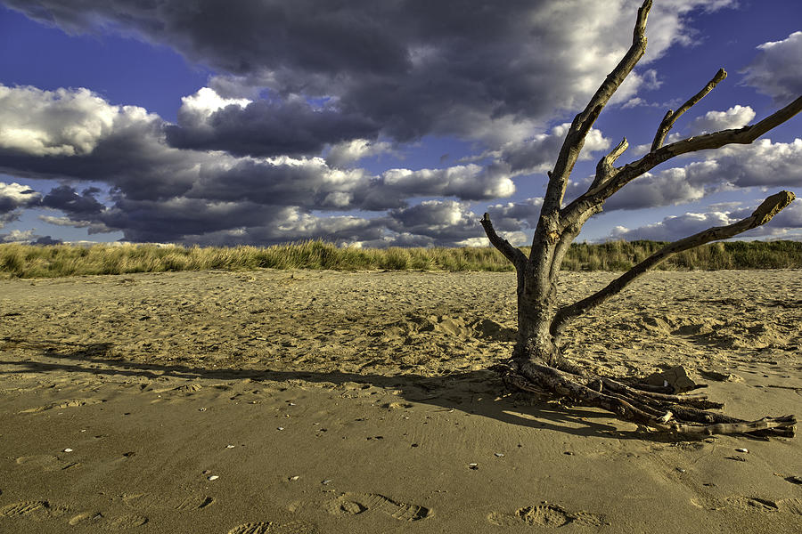 Sunset Photograph - Driftwood II by Pete Federico Sunset Photograph - Driftwood II by Pete Federico