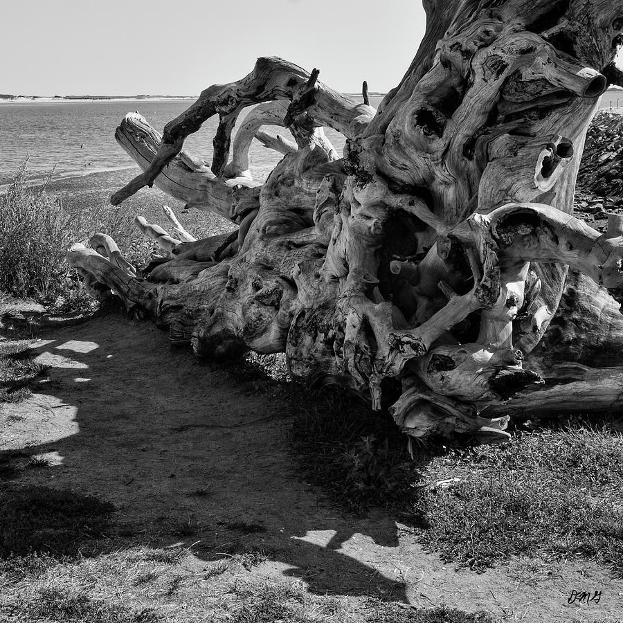 Abstract Photograph - Driftwood II SQ BW by David Gordon