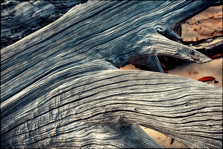 Driftwood III Photograph by Andrei SKY
