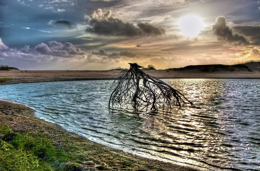 Driftwood in a Tide Pool Outer Banks Photograph by Dan Carmichael