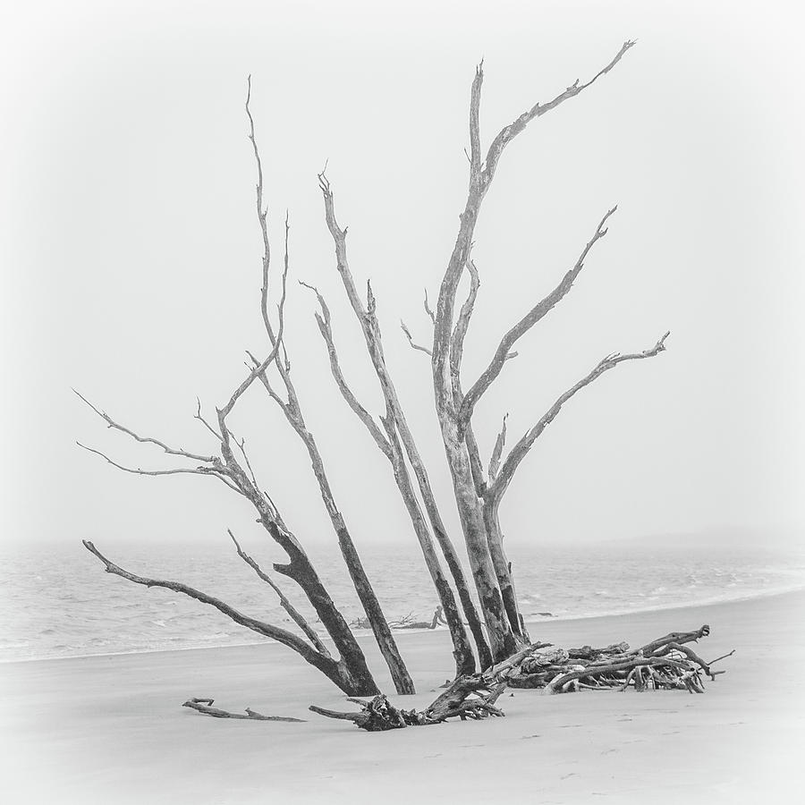 Driftwood Beach Photograph - Driftwood In Black And White by Andrew Wilson Driftwood Beach Photograph - Driftwood In Black And White by Andrew Wilson