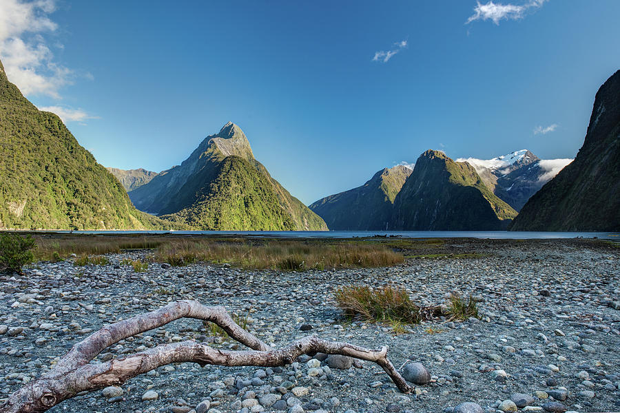 Driftwood in Milford Sound Photograph by Gary Eason