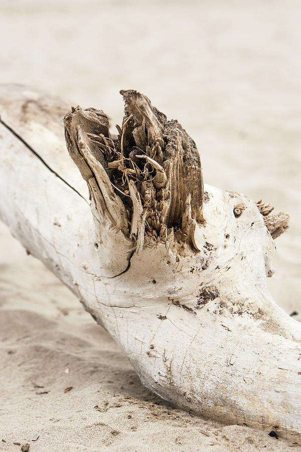 Driftwood in the sand Photograph by Jason Hughes