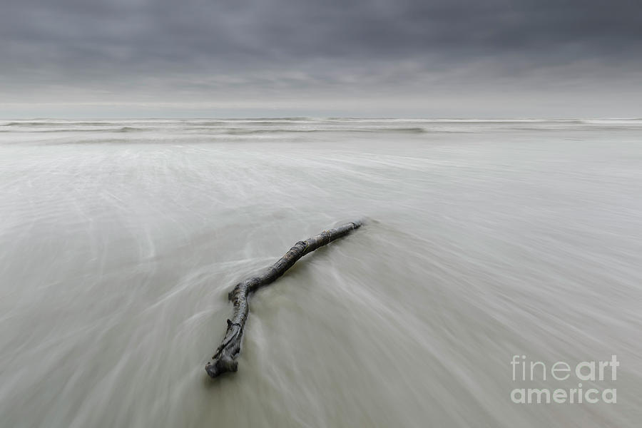 Driftwood In The Water Photograph