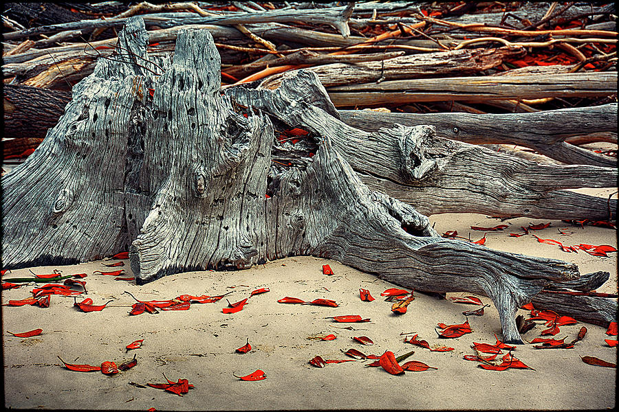 Driftwood IV Photograph by Andrei SKY