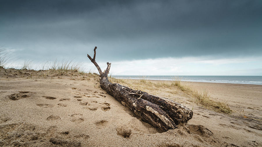 Driftwood Photograph by James Billings
