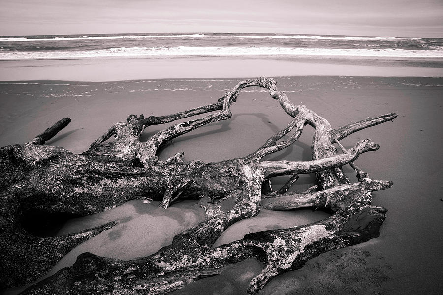 Driftwood Photograph by Dr Janine Williams