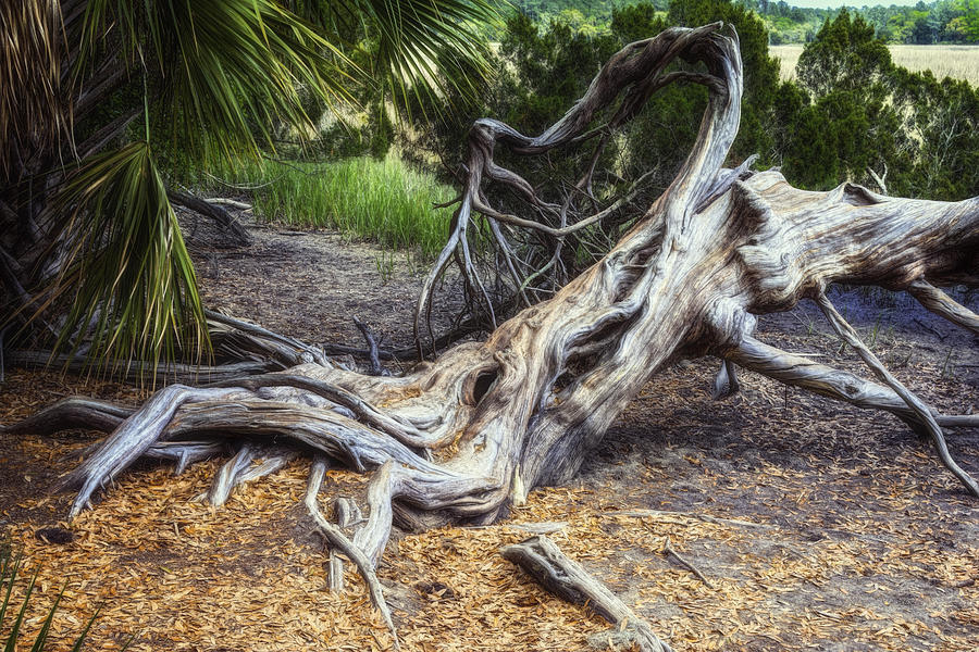 Driftwood Photograph by Joan Carroll