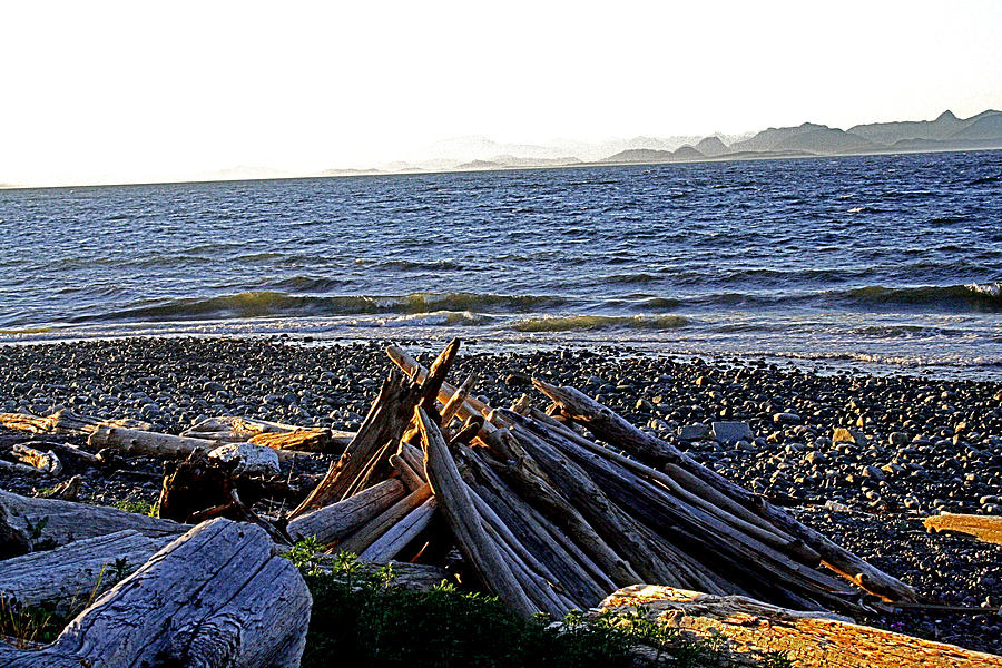 Driftwood - Kitty Coleman Provincial Park - BC Digital Art by Joseph Coulombe