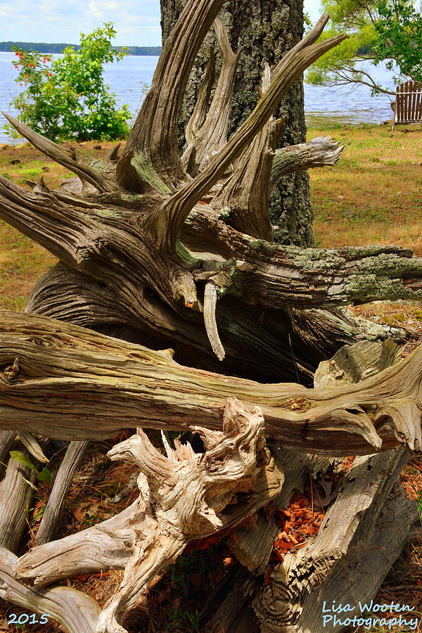 Tree Photograph - Driftwood by Lisa Wooten