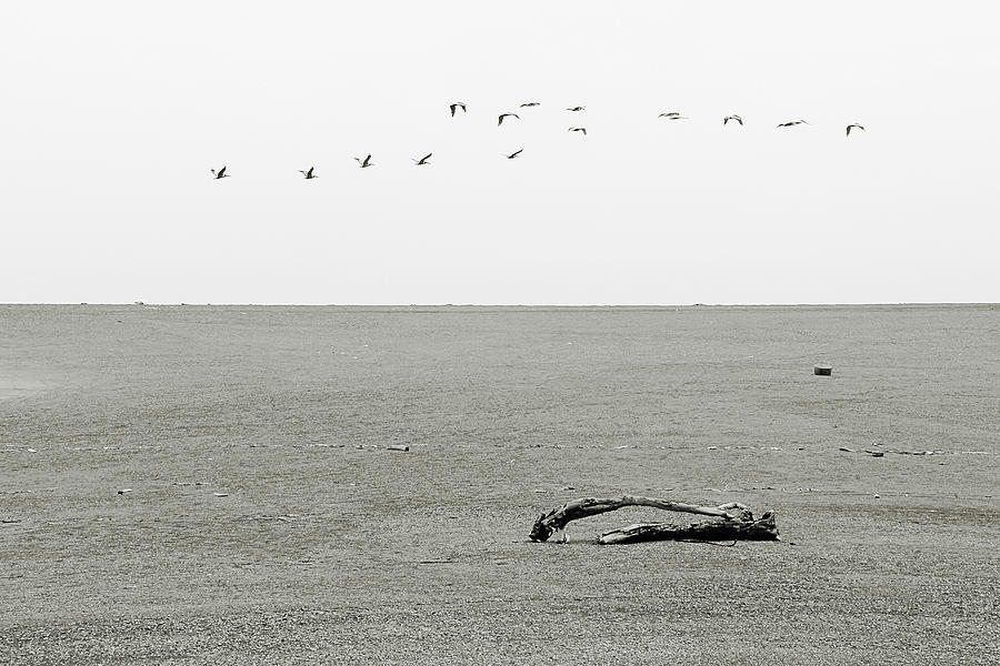 Bird Photograph - Driftwood Log and Birds - A Gray Day On The Beach by Alexandra Till