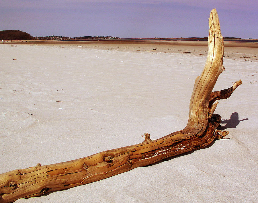 Driftwood Photograph by Mary Capriole