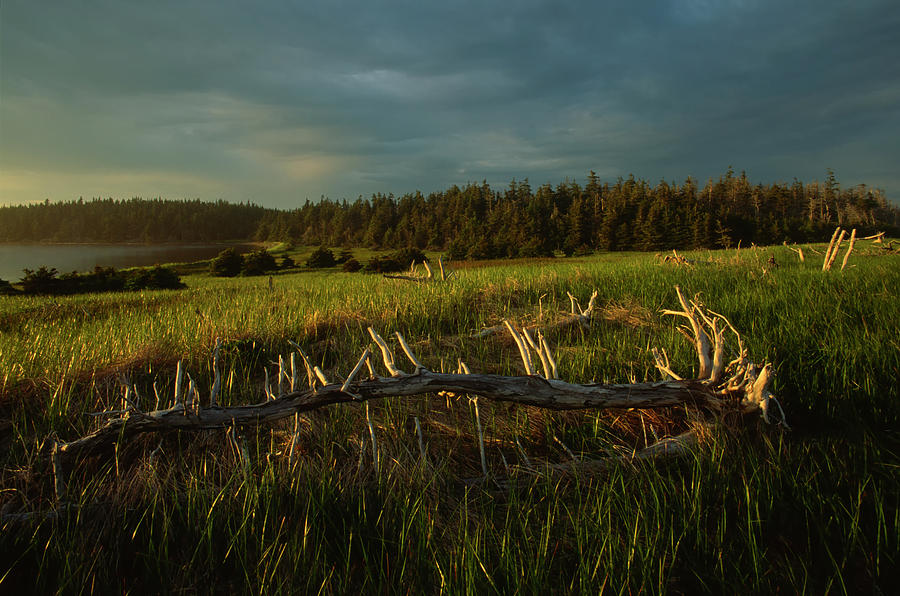 Driftwood Meadow #2 Photograph by Irwin Barrett