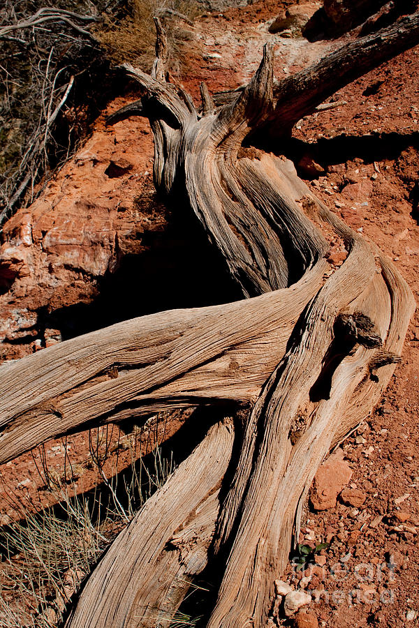 Tree Photograph - Driftwood by Michael Herb