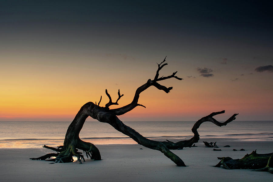 Beach Photograph - Driftwood Morning by Greg and Chrystal Mimbs