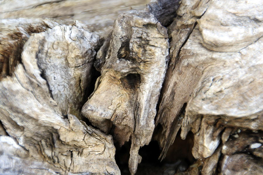 Driftwood Natures Art Photograph by Valerie Collins