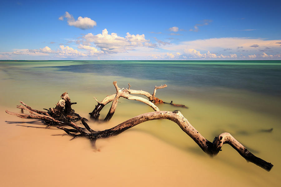 Driftwood on Bahia Honda Beach Photograph by Stefan Mazzola