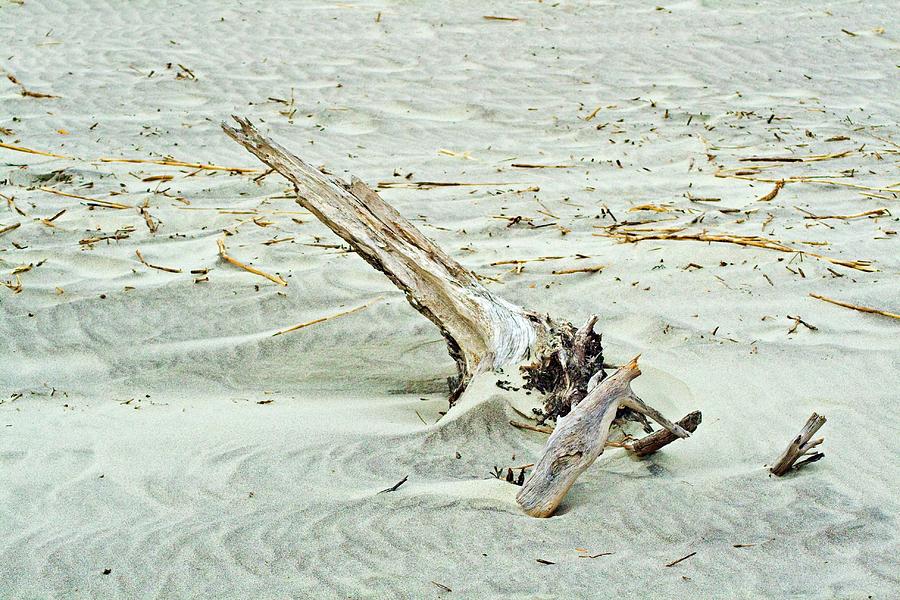 Driftwood on Beach Photograph by Bill Barber