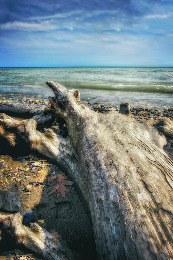 Driftwood on Beach - Grant Park - Lake Michigan Shoreline Photograph by Jennifer Rondinelli Reilly - Fine Art Photography