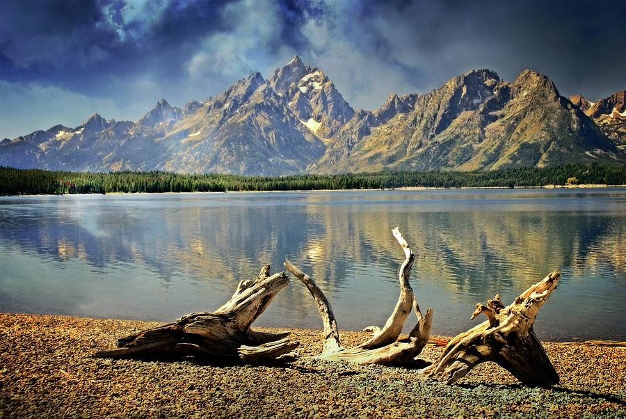 Driftwood on Jackson Lake Photograph by Marty Koch