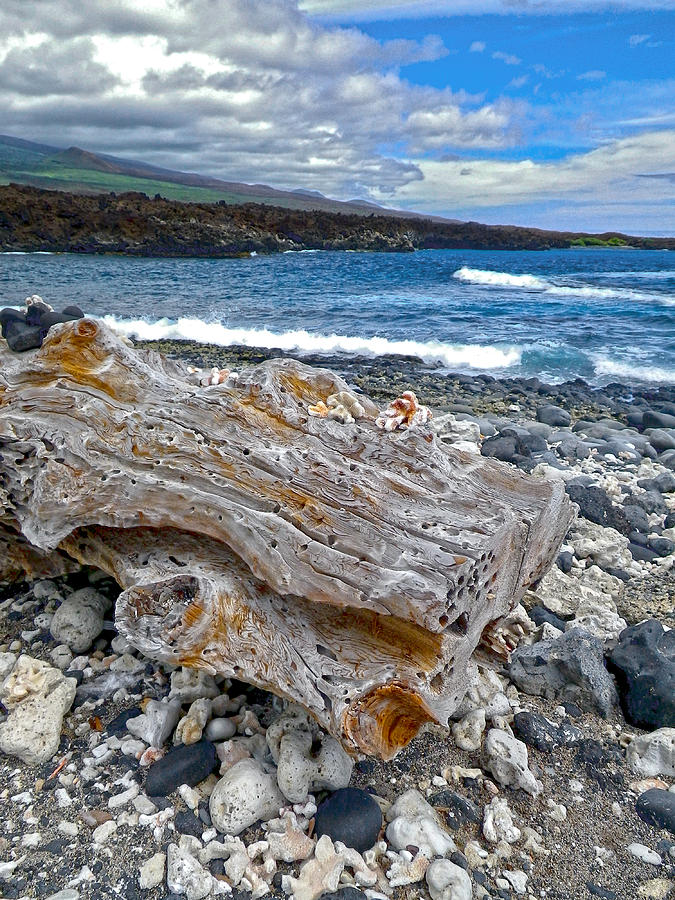 Driftwood on Maui Photograph by Waterdancer 