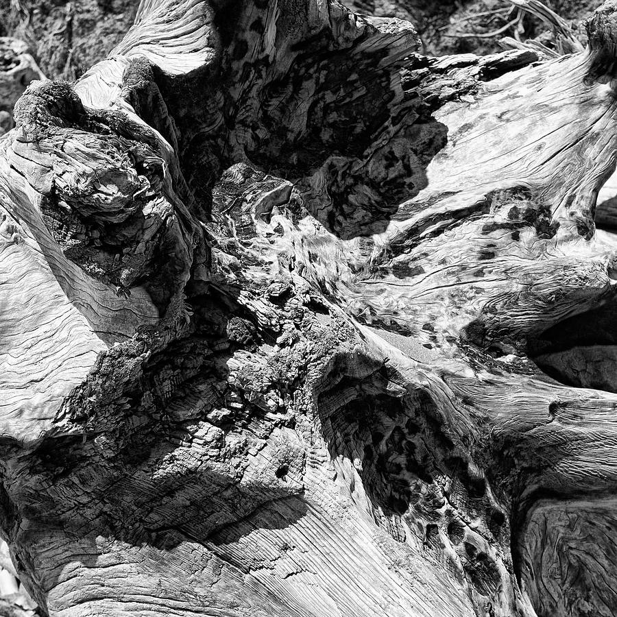 Driftwood on Moonstone Beach Photograph by Hugh Smith