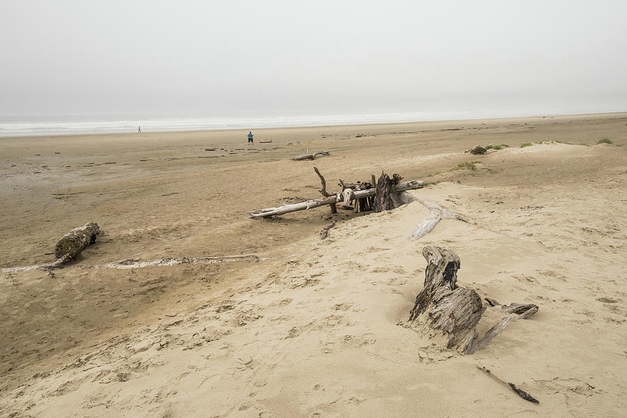 Driftwood on Heceta Beach Photograph by Tom Cochran