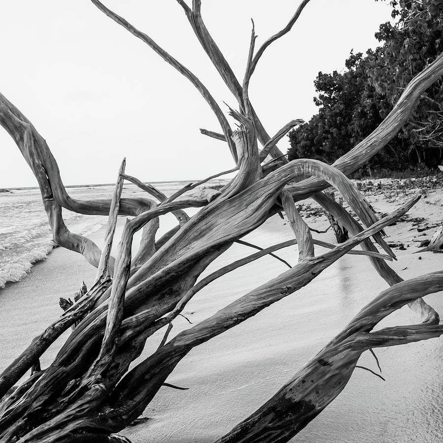 Driftwood on Reef Bay Shoreline Photograph by Kelly VanDellen