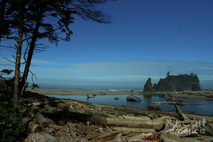 Driftwood On Ruby Beach Photograph by Christiane Schulze Art And Photography