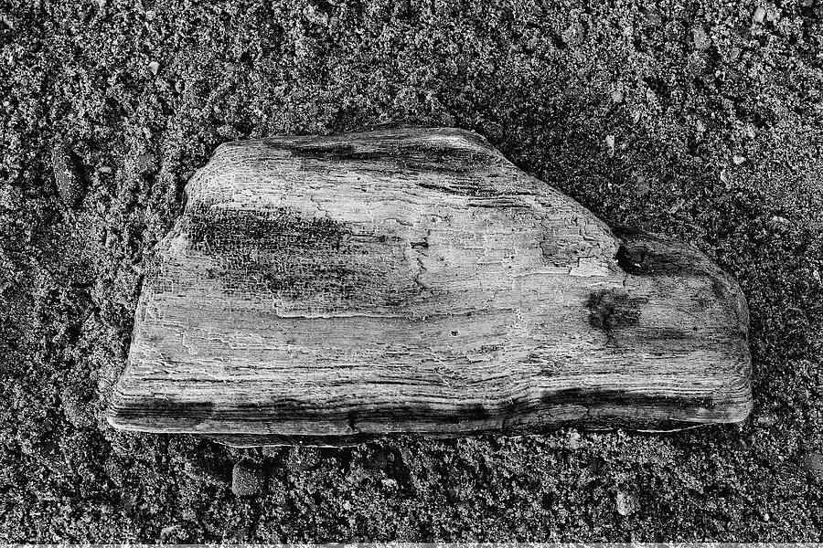 Driftwood on Sand Monochrome Photograph by Jeff Townsend