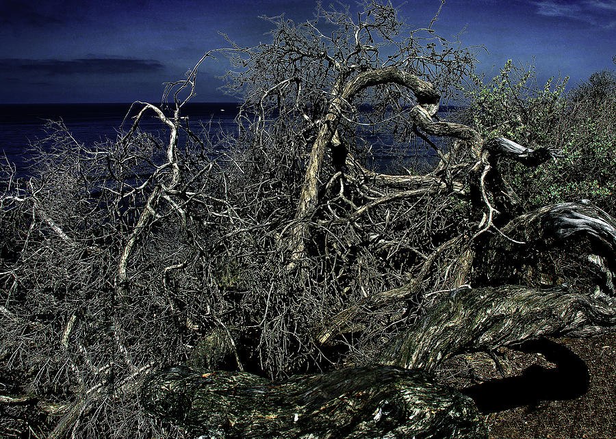 Driftwood on Shore Photograph by Joseph Hollingsworth