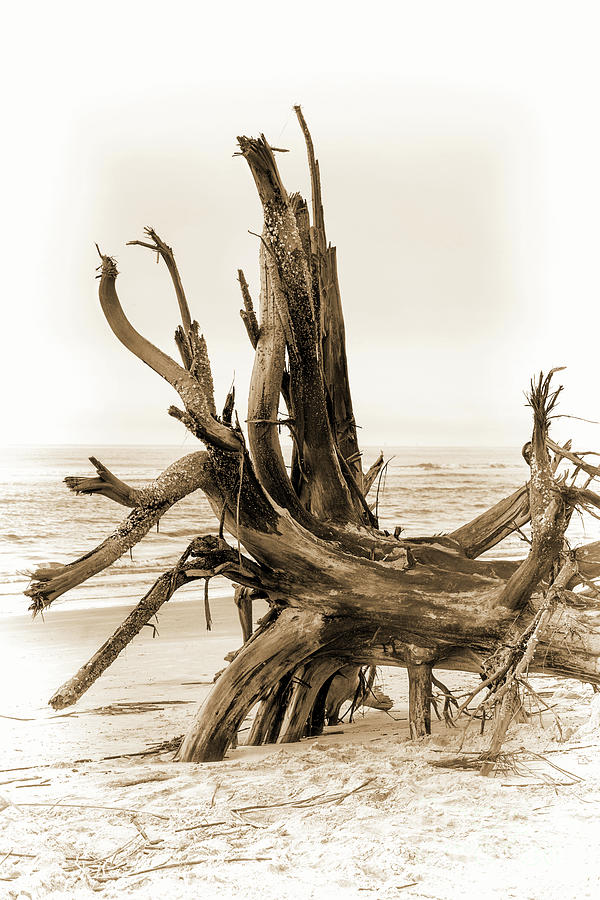 Driftwood On Sullivans Island Sepia Photograph by Sharon McConnell