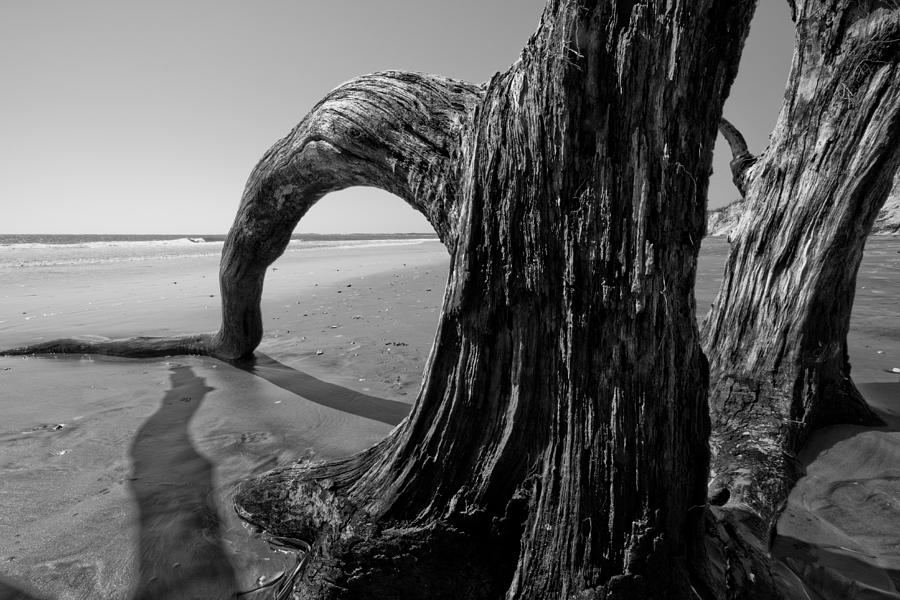 Black And White Photograph - Driftwood on the Beach by Dustin K Ryan