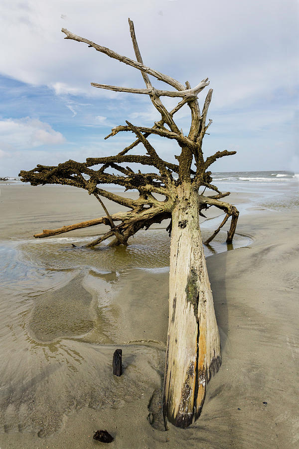 Driftwood on the Beach Photograph by Fran Gallogly