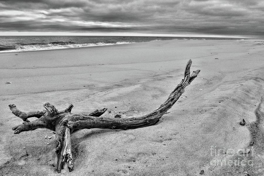 Driftwood on the Beach in Black and White Photograph by Paul Ward