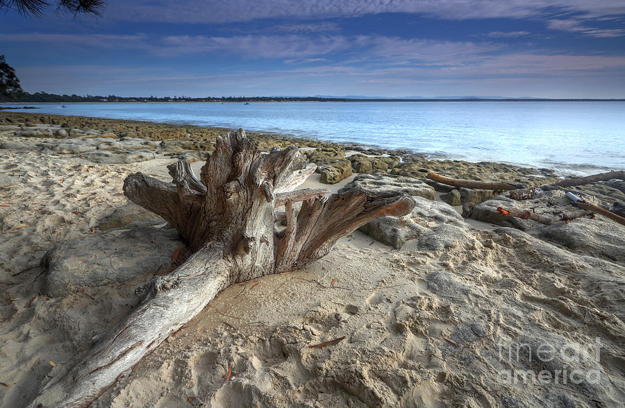 Driftwood On The Beach Photograph