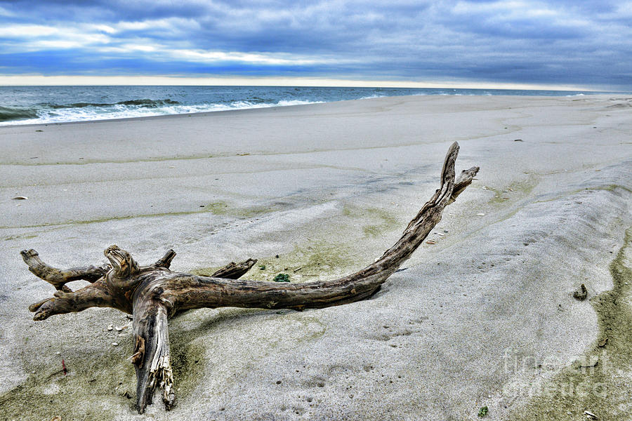 Driftwood on the Beach Photograph by Paul Ward