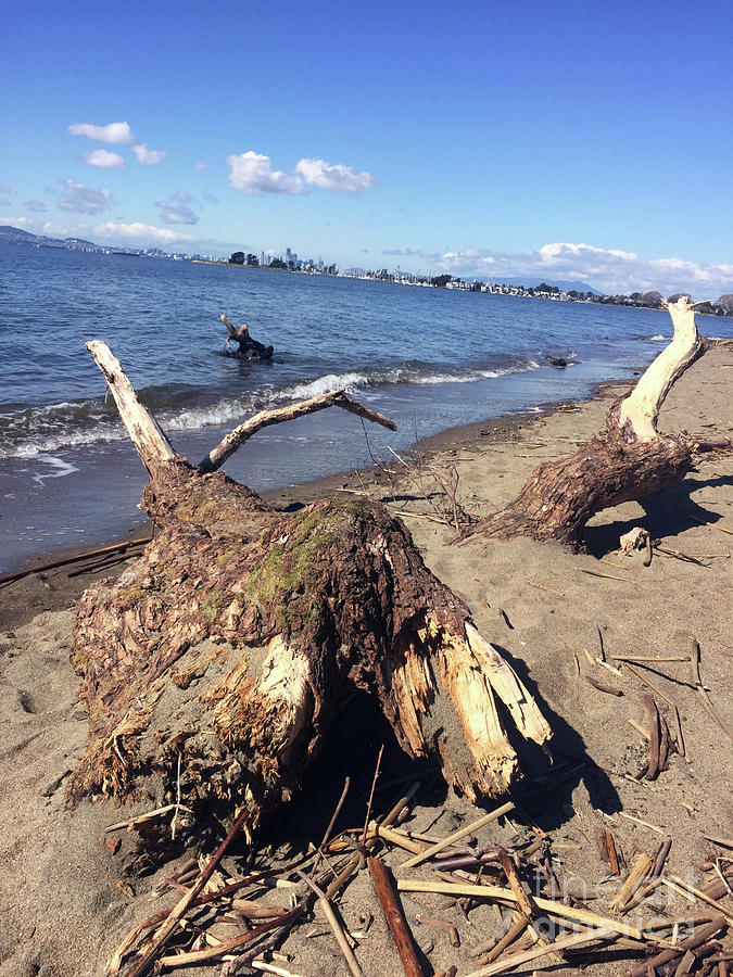 Tree Photograph - Driftwood on the Beach by Rhonda Chase