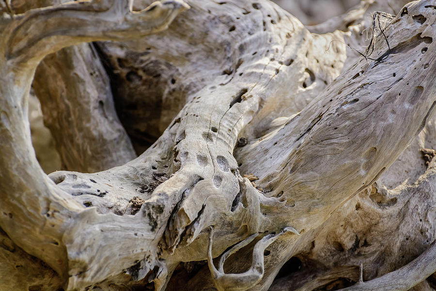 Driftwood on the Beach Photograph by Robert Mitchell