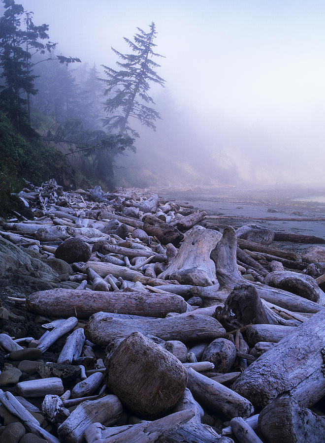 Driftwood on the Beach Photograph by Robert Potts